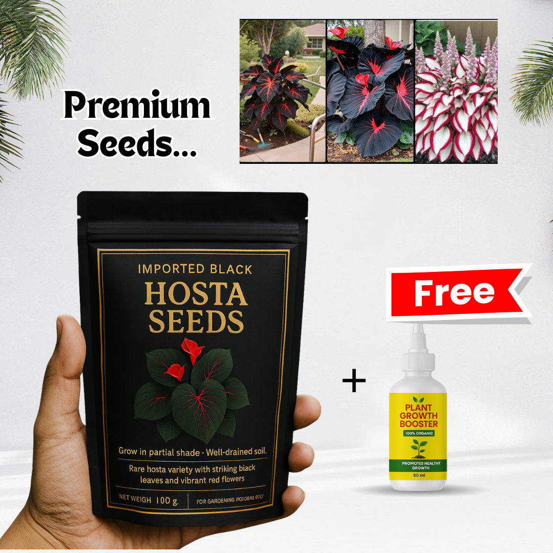 Midnight Bloom – Imported Mix Hosta Plant Seeds (100g Pack) + Free Organic Growth Booster