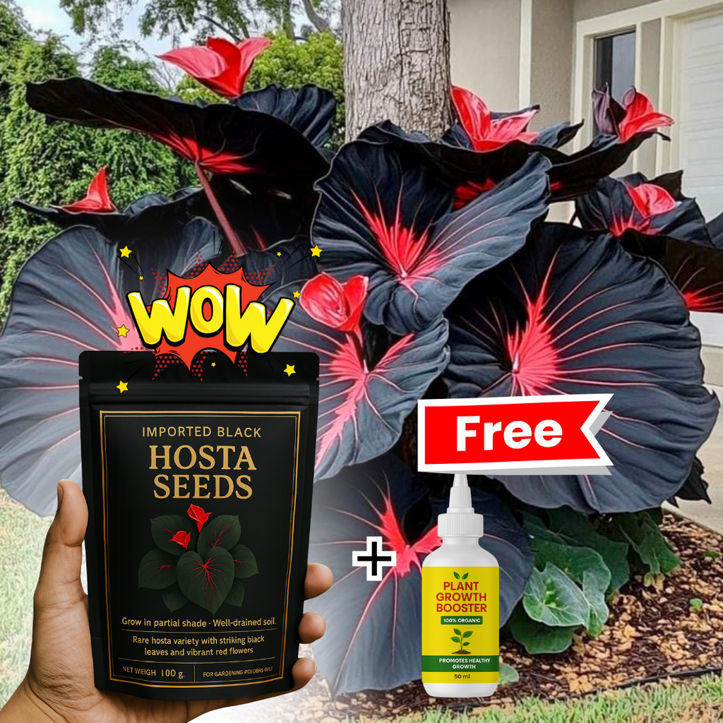 Midnight Bloom – Imported Mix Hosta Plant Seeds (100g Pack) + Free Organic Growth Booster