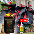 Midnight Bloom – Imported Mix Hosta Plant Seeds (100g Pack) + Free Organic Growth Booster