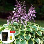 Midnight Bloom – Imported Mix Hosta Plant Seeds (100g Pack) + Free Organic Growth Booster