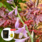 Midnight Bloom – Imported Mix Hosta Plant Seeds (100g Pack) + Free Organic Growth Booster
