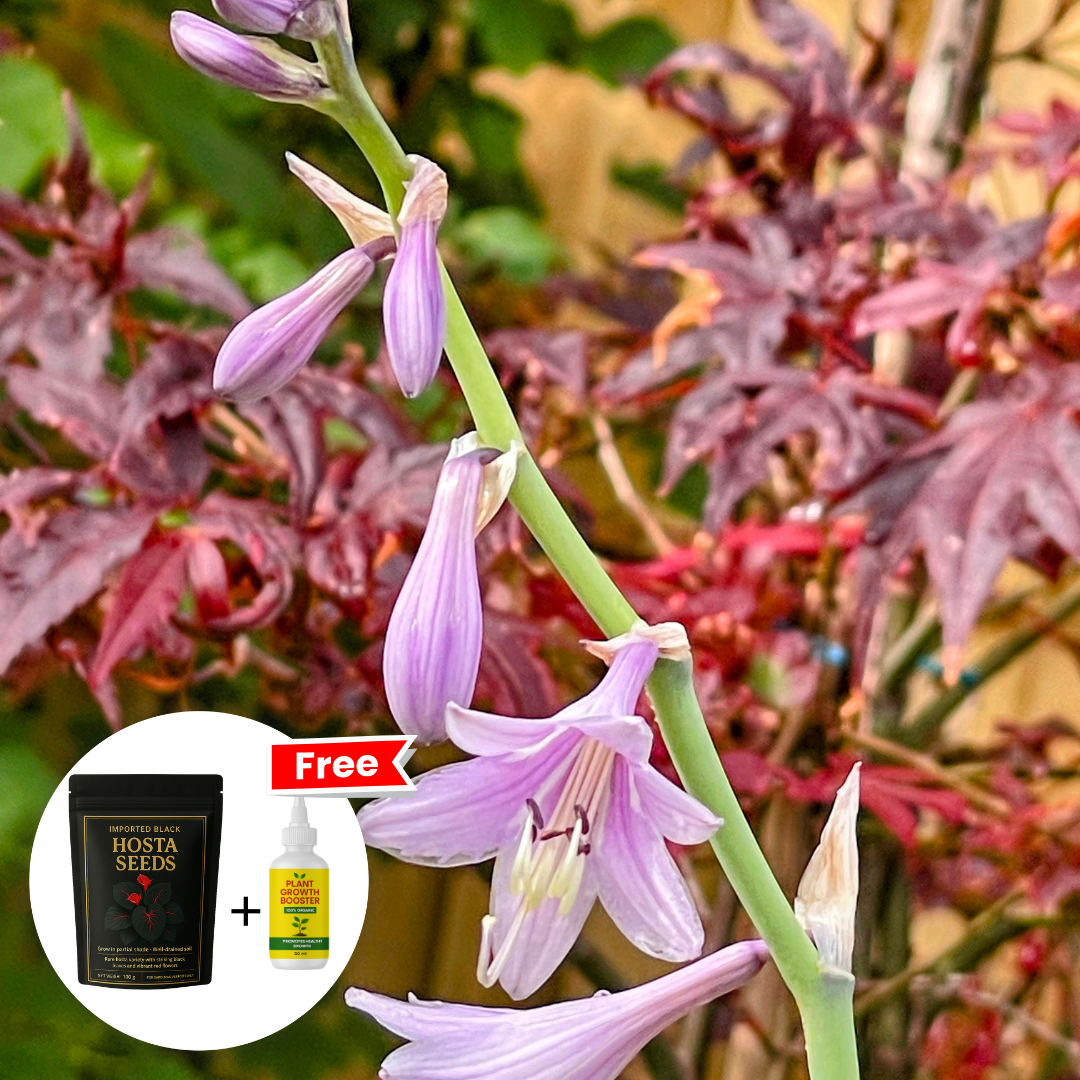 Midnight Bloom – Imported Mix Hosta Plant Seeds (100g Pack) + Free Organic Growth Booster