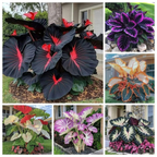 Midnight Bloom – Imported Mix Hosta Plant Seeds (100g Pack) + Free Organic Growth Booster