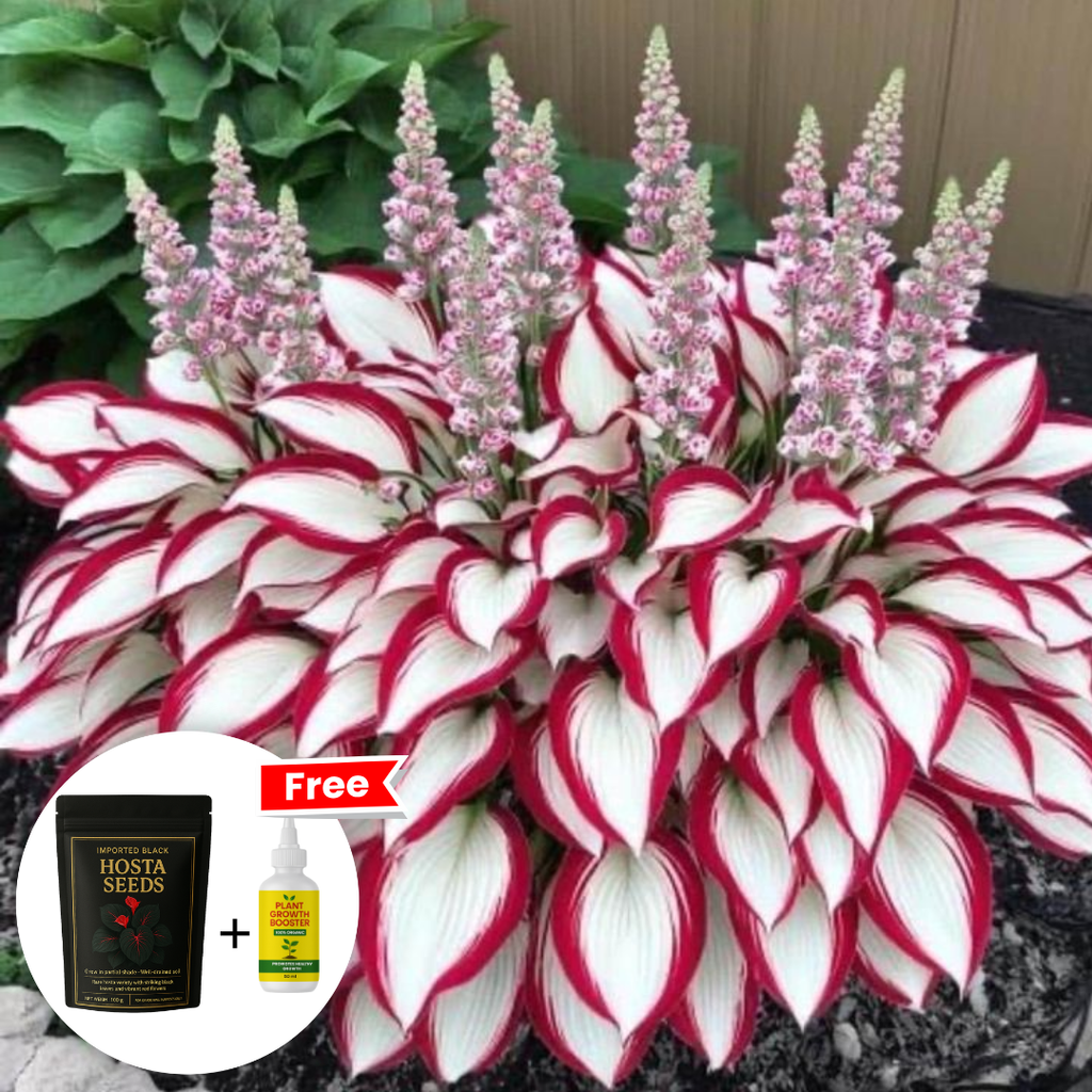 Midnight Bloom – Imported Mix Hosta Plant Seeds (100g Pack) + Free Organic Growth Booster