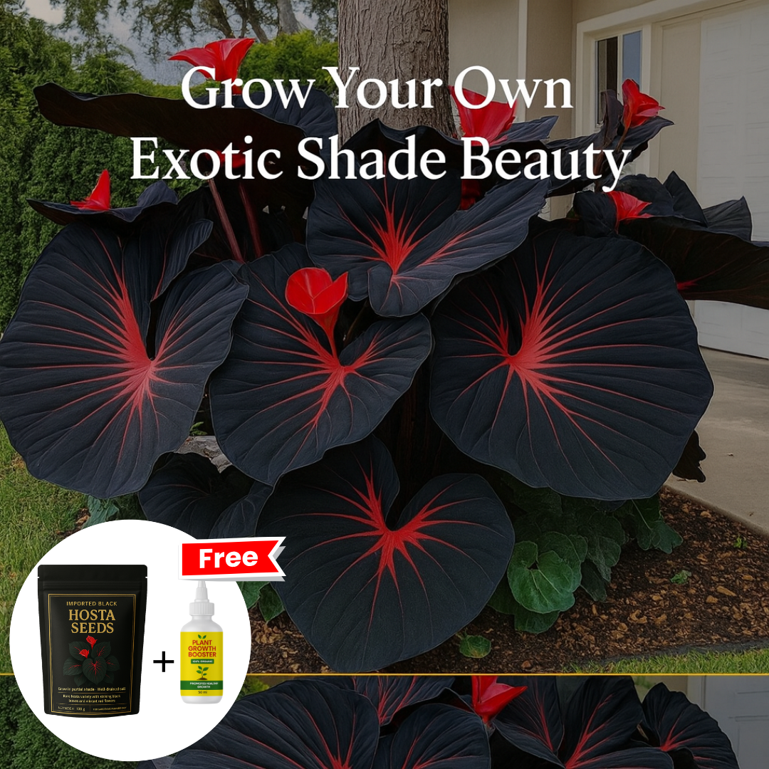 Midnight Bloom – Imported Mix Hosta Plant Seeds (100g Pack) + Free Organic Growth Booster
